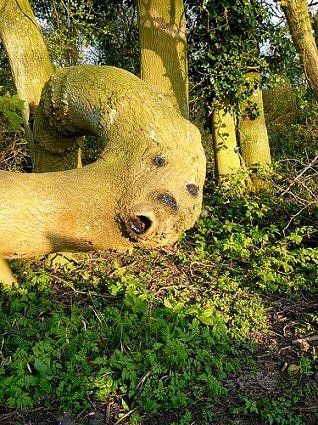 Hình[-]mặt[-]người[-]hiện[-]lên[-]trên[-]thân[-]cây.